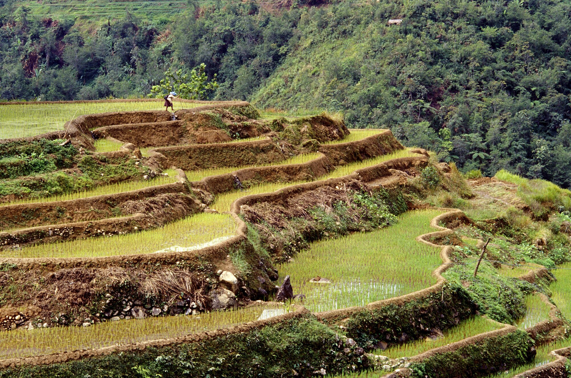 Terrazas andinas de cultivo en el Perú